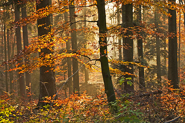 Image showing autumnal painted forest 