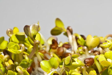 Image showing radish sprouts