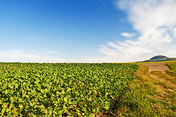 Image showing field with green manure