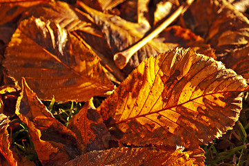 Image showing autumnal colored leaves