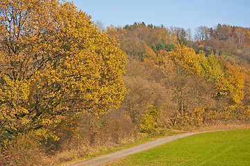 Image showing autumnal painted forest with way