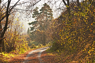 Image showing autumnal painted forest with way