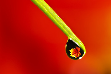 Image showing Water Drop Refraction