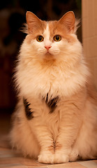 Image showing Ginger cat on a dark background