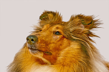 Image showing American truebred collie dog