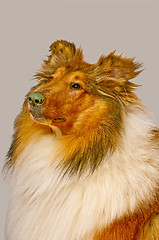 Image showing American truebred collie dog