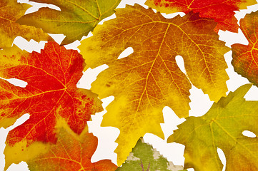 Image showing autumnal colored leaves