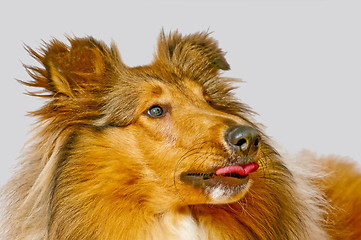 Image showing American truebred collie dog