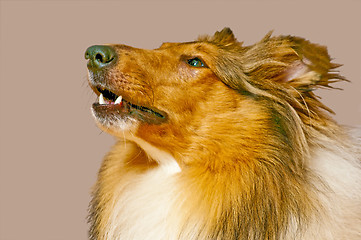 Image showing American truebred collie dog