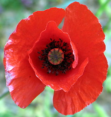 Image showing Poppy top