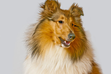 Image showing American truebred collie dog