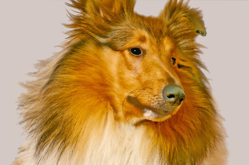 Image showing American truebred collie dog