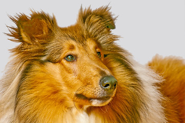 Image showing American truebred collie dog