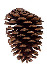 Image showing Pine cone 