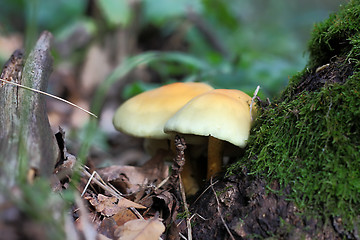 Image showing Mushrooms near a tree