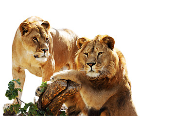 Image showing Lion family portrait