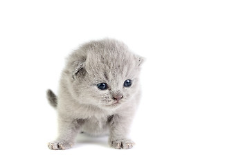 Image showing Little kitten