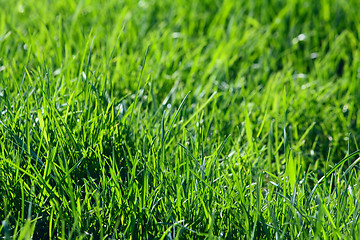 Image showing Green grass