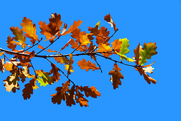 Image showing Colored leafs on tree and blue sky background