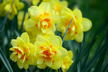 Image showing Yellow daffodil flowers