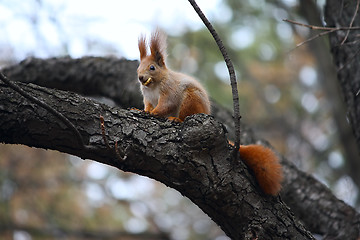 Image showing Squirell eats a cookie