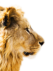 Image showing Lion's portrait