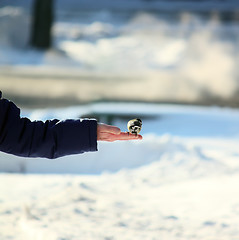 Image showing Tomtit on a human's hand