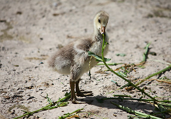 Image showing Little ducking