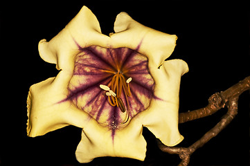 Image showing  cup of gold, Solandra nitida