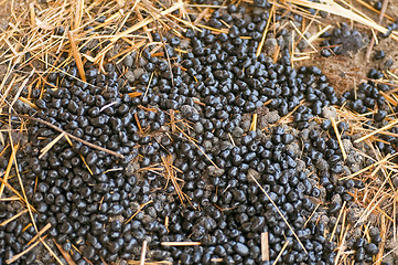 Image showing Alpaca manure