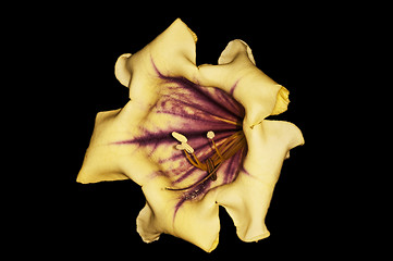 Image showing  cup of gold, Solandra nitida