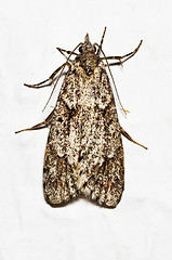 Image showing Mediterranean flour moth 