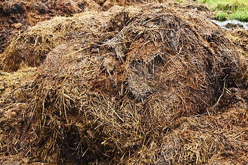 Image showing dung hill