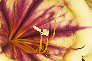 Image showing  cup of gold, Solandra nitida