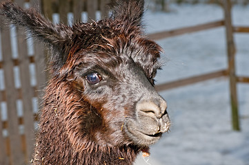 Image showing Alpaca, Vicugna pacos 