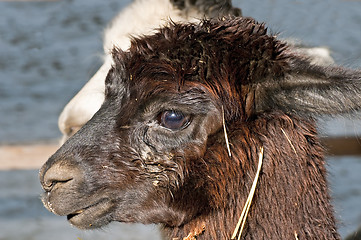 Image showing Alpaca, Vicugna pacos 