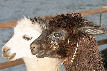 Image showing Alpaca, Vicugna pacos