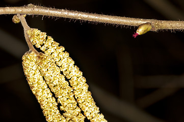 Image showing hazelnut, Corylus avellana