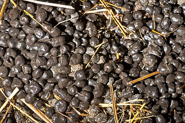 Image showing Alpaca manure