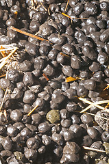 Image showing Alpaca manure