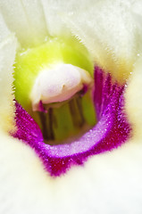 Image showing Dendrobium orchid