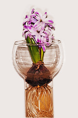 Image showing hyacinth