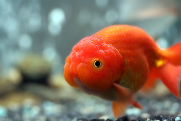 Image showing Lion head goldfish