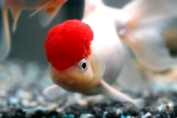 Image showing Red cap oranda