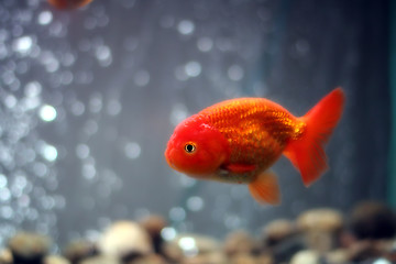 Image showing Lion head goldfish