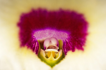 Image showing Dendrobium orchid