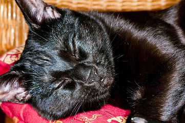 Image showing  cat sleeps