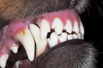 Image showing dog teeth