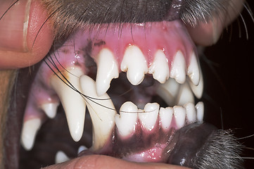 Image showing dog teeth