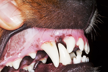 Image showing dog teeth